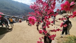 매화 향기에 지리산 활짝, 상춘객은 웃음꽃 활짝
