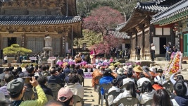 검붉은 화엄매, 40만 상춘객을 맞다