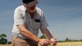 카길, ADM의 잇따른 운영 감축...곡물은 과잉 공급, 소고기 공급 부족이 이유