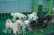 동물학대 등 막는다…제주도, 개 사육농장 운영 실태 합동점검
