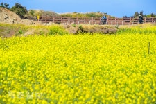 가을에 잧아 온 제주의 봄