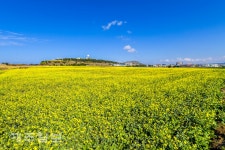 가을에 잧아 온 제주의 봄