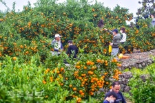 2022 제주국제감귤박람회 감귤 따기 체험