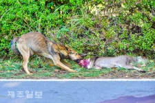 노루로 배 채우는 들개