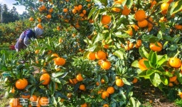 제주감귤 품질 우수, 가격 선방...가공용 자가농장 격리 검토
