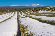 녹차밭과 눈 덮인 한라산