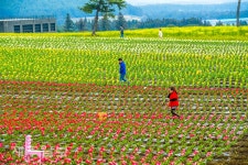 화려한 꽃길 사이로