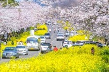 화려한 꽃길 속으로