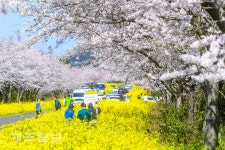 화려한 꽃길 속으로