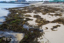 평대해수욕장에 밀려 온 괭생이모자반
