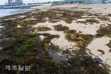 평대해수욕장에 밀려 온 괭생이모자반
