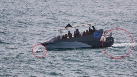 핫핑크돌핀스 관광선박 여전히 남방큰돌고래 안전 위협