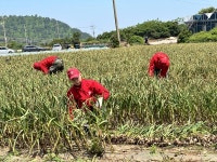 인력난에 영농비 상승...올해 마늘 가격 걱정
