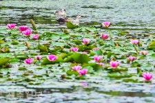 수련꽃과 흰뺨검둥오리 한쌍