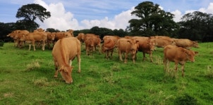 금값 한우는 옛말?…가격 하락에도 지갑 닫은 소비자들