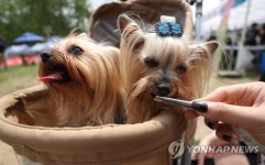 제주 동물병원 상담료·진찰 비용 전국 대비 비싸