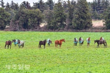 동복 입고 겨울나기 하는 말들