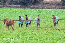 동복 입고 겨울나기 하는 말들