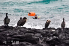 가마우지와 해녀