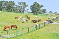 마방목지에 돌아 온 제주마들