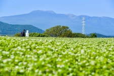 메밀꽃 향기 속으로