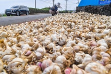 마늘종자 말리는 농민