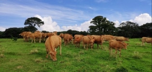 사라지는 제주 마을공동목장…보존 위해 법·제도 개선 필요