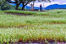 메밀꽃 향기 속으로