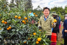 제주도지사 노지감귤 수확현장 방문
