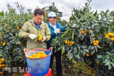 제주도지사 노지감귤 수확현장 방문