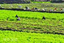 당근 수확 한창