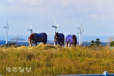 동복 입고 겨울나기 하는 말들
