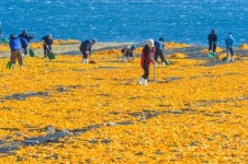 개발 열기 마을공동목장이 사라진다