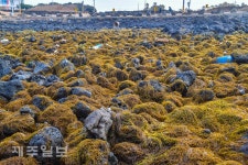 해안을 가득 채운 괭생이모자반