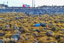해안을 가득 채운 괭생이모자반