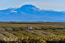 겨울 녹차밭 산책