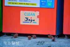 먹이 찾는 참새들