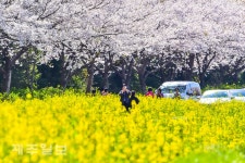 화사한 녹산로