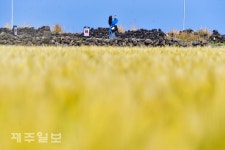 노랗게 익어가는 보리밭