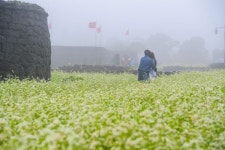 [팔도핫플레이스] 제주에 먼저 온 메밀꽃, 소금 같은 들녘 물들이다