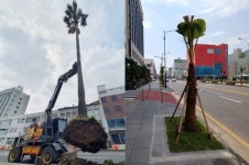 제주시, 탑동로 야자수, 뽑고 다시 심고 왜?