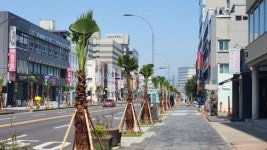 제주시, 탑동로 야자수, 뽑고 다시 심고 왜?