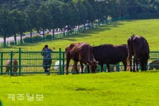 제주마와 흑우가 한곳에
