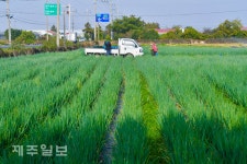 대파 수확하는 농민들