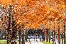 메타세콰이어길 산책
