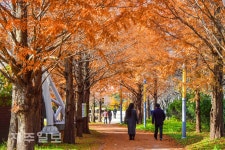 메타세콰이어길 산책