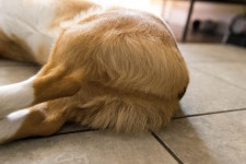 귀여운 뒤태·쫑긋한 귀를 위한 단미·단이는 동물학대일까?