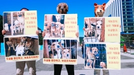 한국동물보호연합 개농장의 남은 개들 도살말고, 보호하라