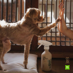 견묘당X이비스 스타일 호텔, 반려동물 위한 ‘펫 어메니티’ 선봬