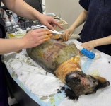 SBS TV 동물농장, 동물카페 학대 방송 파장 일파만파